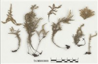 藏品(南亞粗柄苔)的圖片